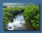 171 Lizzard Island Mangrove